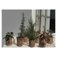 Set de Plantas Aromáticas en Macetas de Yute image