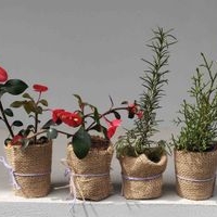 Macetas decorativas con plantas image