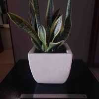 Planta Sansevieria en maceta cerámica image