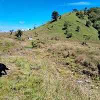 Se Vende Finca de 4 Hectáreas en Ojo de Agua de la Alegría, Siquirres image