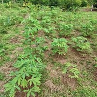 SE vende hermoso lote en rio frio finca 2 image
