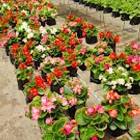Plantas ornamentales y comestibles vibrantes a su estilo. image