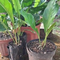 Plantas Tabacones en maceta image