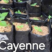 Plántulas de Chile Cayenne image
