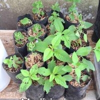 Plantas Medicinales en Bolsa image