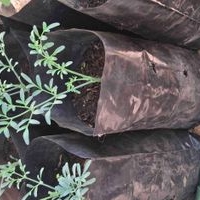 Plantasde Ruda en bolsa de cultivo image