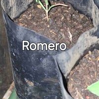 Planta de Romero en bolsa image