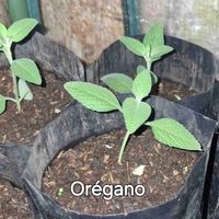 Planta de Orégano image