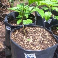 Planta de Carolina Reaper image