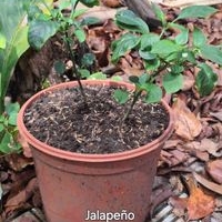 Planta de Jalapeño en maceta image