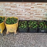 Aguacates frescos 7xmil image